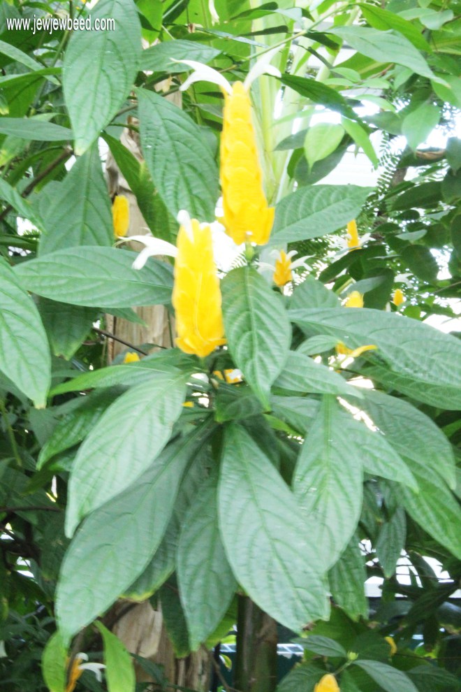 Yellow Flower.